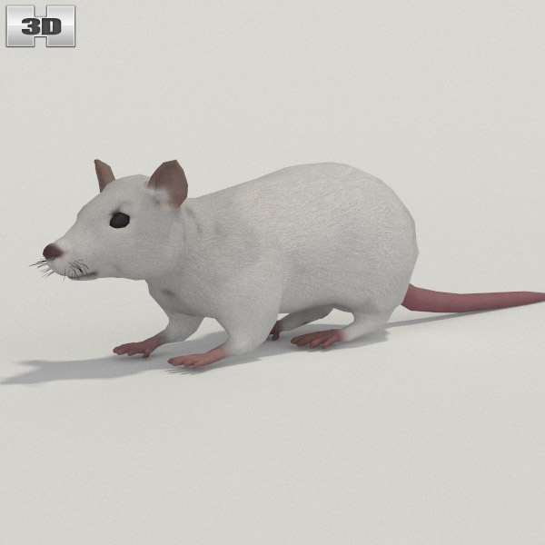 White Rat Low Poly 3D 모델 