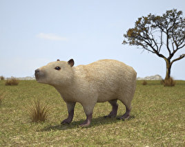 Capybara Low Poly Modèle 3D