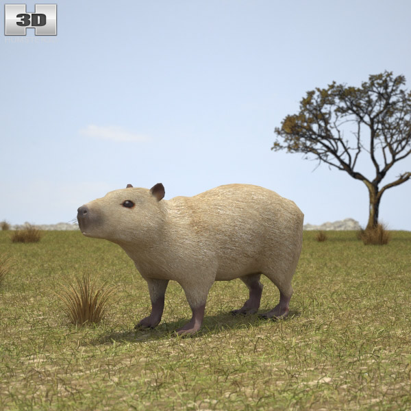 Capybara Low Poly Modèle 3D