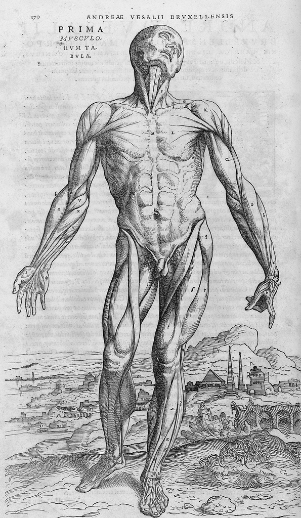 Andreas Vesalius, 1542