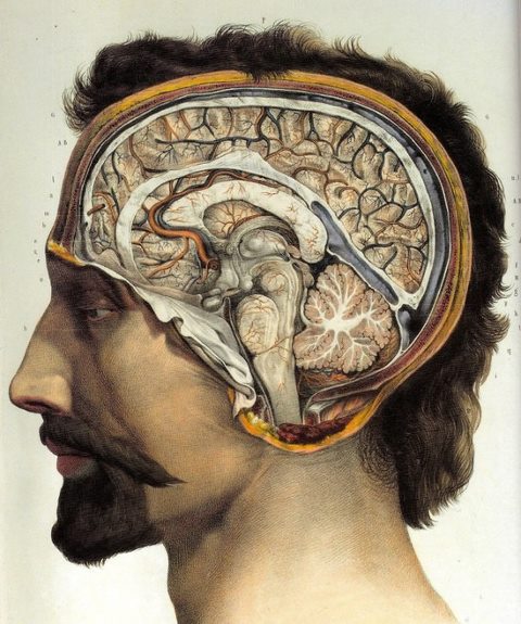 Human brain surgical anatomy poster, 1831