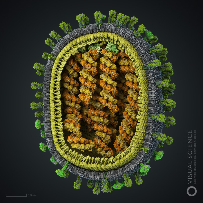 3D model of the Influenza virus by Visual Science studio