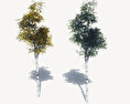 Birch Trees Kostenloses 3D-Modell