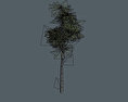 Birch Trees Free 3D model