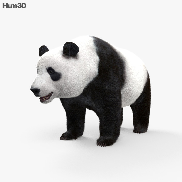 Panda-gigante Modelo 3d