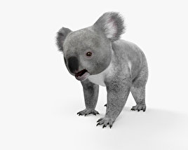 Koala 3D model