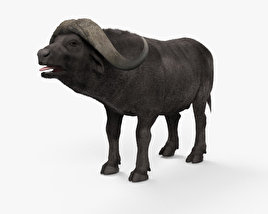 Bufalo africano Modello 3D