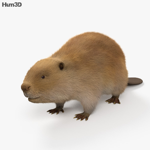 Beaver 3D model