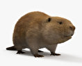 Beaver 3d model