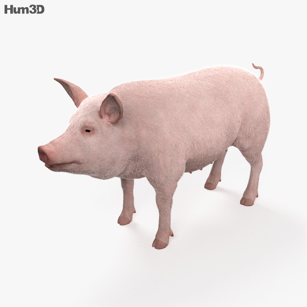Свиня 3D модель