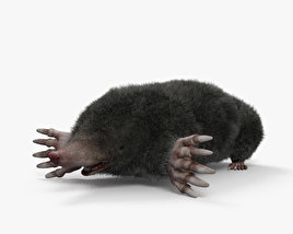 Eastern Mole 3D model