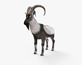 Wild Goat 3D model
