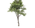 Árvore Modelo 3D gratuito