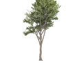 树木 免费的3D模型