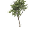 Tree Free 3D model