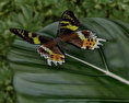 Madagascan Sunset Moth Low Poly 3d model