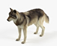 Gray Wolf 3d model