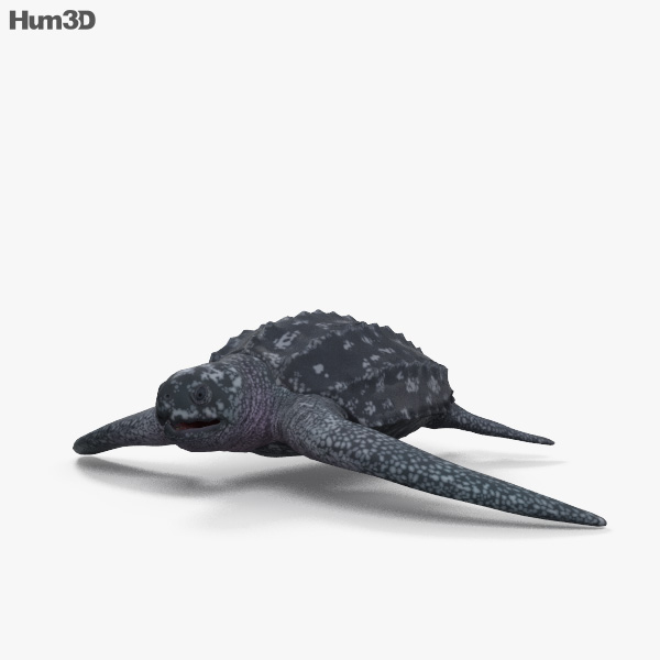 Leatherback Sea Turtle 3D model
