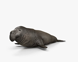 북방코끼리물범 3D 모델 
