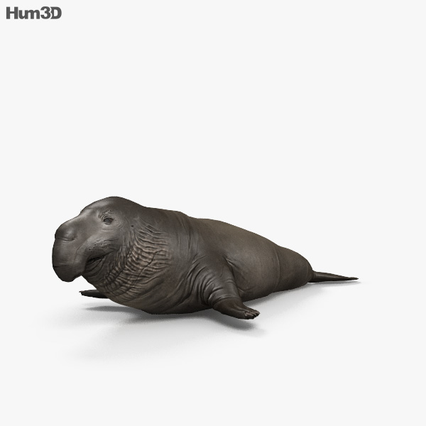 Elefante marino del norte Modelo 3D