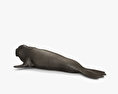 Northern Elephant Seal 3d model