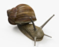 蜗牛 3D模型