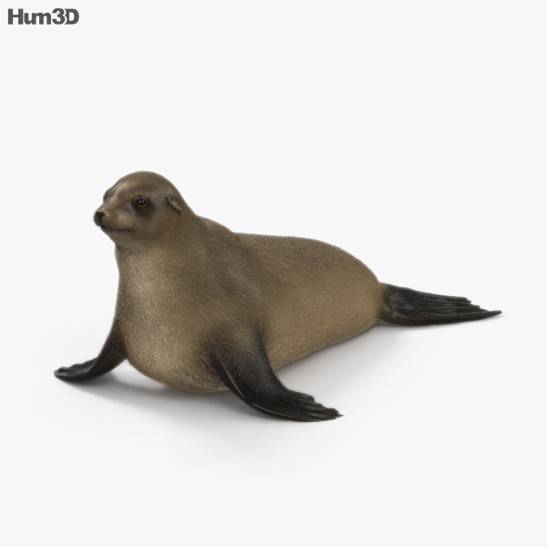Brown Fur Seal 3D model