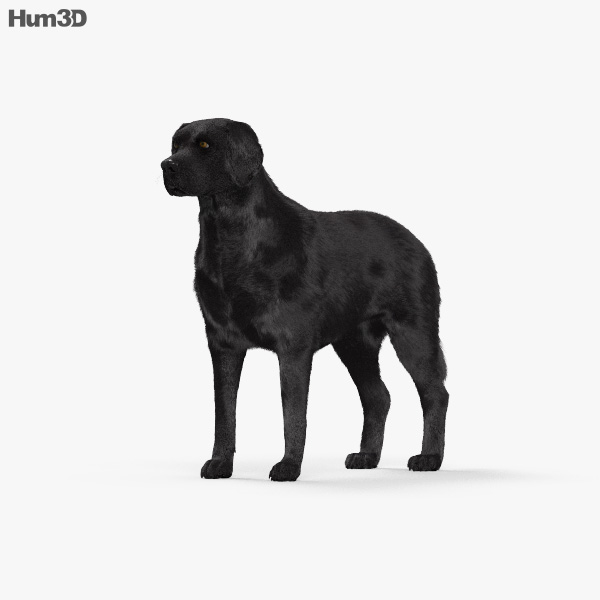 拉布拉多猎犬黑色 3D模型