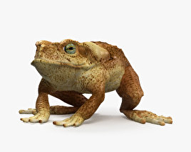 Cane Toad 3D model