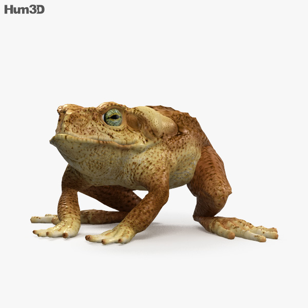 Cane Toad 3D model