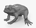 Cane Toad 3d model