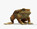 Cane Toad 3d model