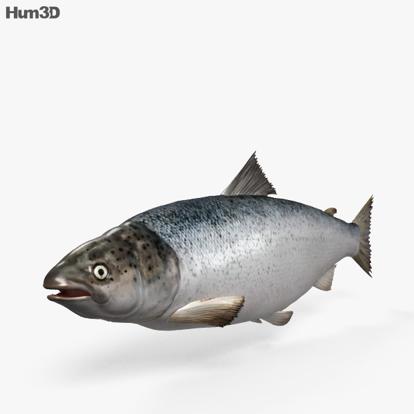 Atlantic Salmon 3D model