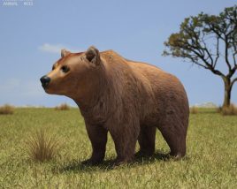 Brown Bear Low Poly 3D model