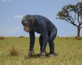 Chimpanzee Low Poly Modèle 3d