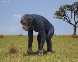 Chimpanzee Low Poly Modèle 3D