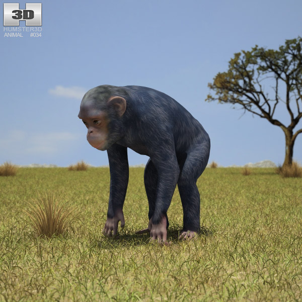 Chimpanzee Low Poly 3D 모델 