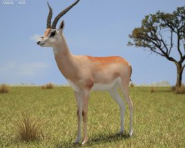 Grant's Gazelle Low Poly 3D-Modell