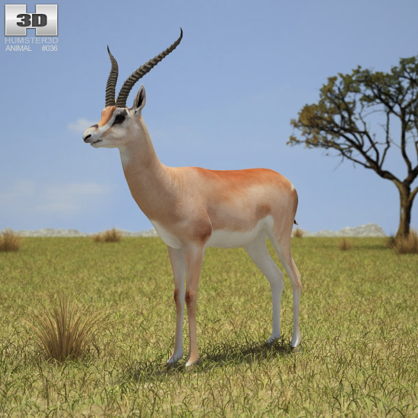 Grant's Gazelle Low Poly 3d model