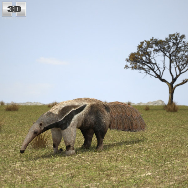 Anteater Low Poly 3D model