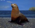 Australian Fur Seal Low Poly Modèle 3d