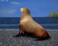 Australian Fur Seal Low Poly 3D-Modell