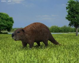 Beaver Low Poly 3D-Modell