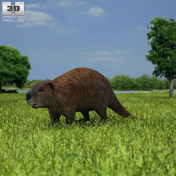 Beaver Low Poly 3d model