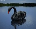 Black Swan Low Poly Modelo 3D
