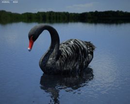 Black Swan Low Poly 3D model