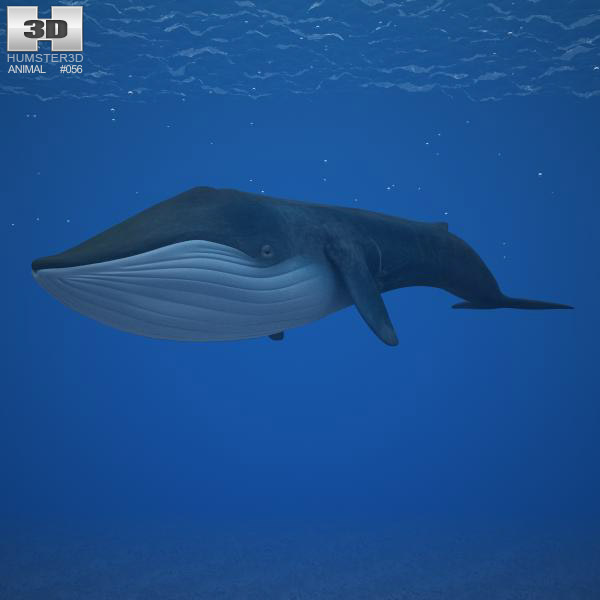 Blue whale Low Poly 3D model