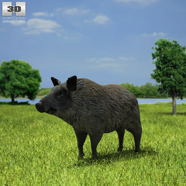 Boar Low Poly 3D 모델 