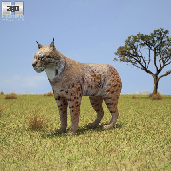 Bobcat Low Poly 3D-Modell