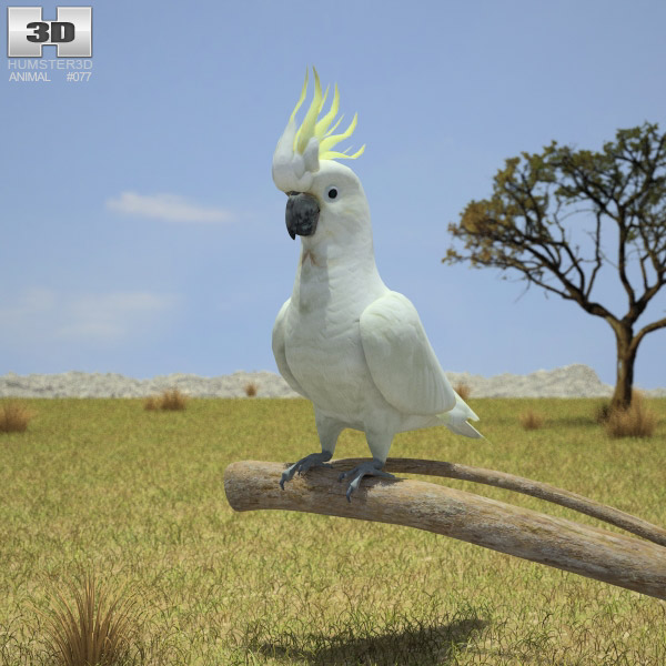 Cockatoo Low Poly Modello 3D